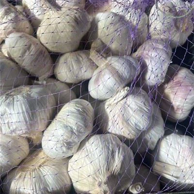 Одиночний часниковий час часник